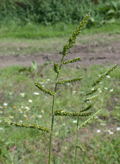 Common Cockspur-grass