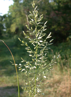 Strong-scented Love-grass