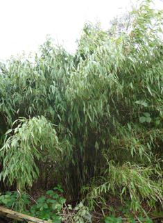 Umbrella Bamboo