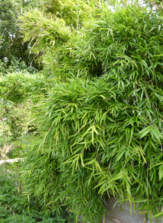 Chinese Fountain-bamboo