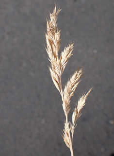 Glaucous Fescue