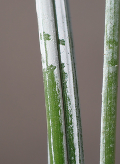 Glaucous Fescue