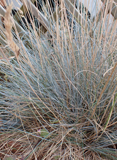 Glaucous Fescue