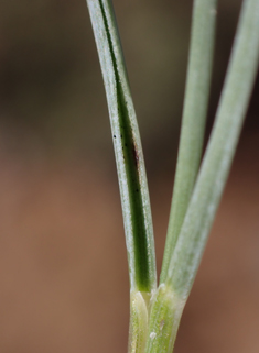 Blue Fescue