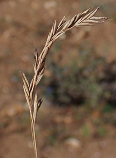 Blue Fescue