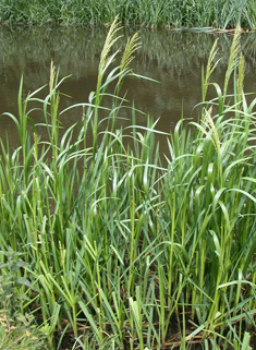 sweetgrass  Grass, Plants, Reeds plants