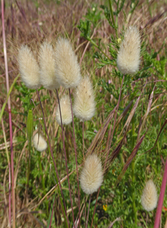 Hare's-tail Grass
