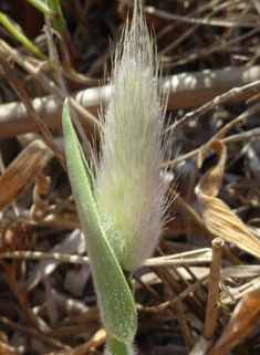Hare's-tail Grass