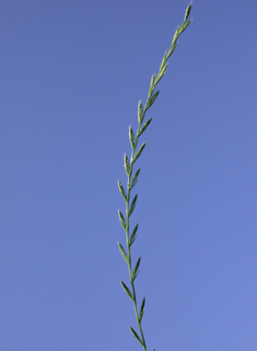 Italian Rye-grass