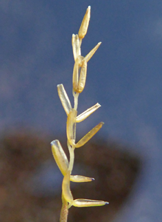 Early Sand-grass