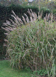Chinese Silver-grass