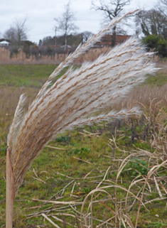 Giant Silver-grass