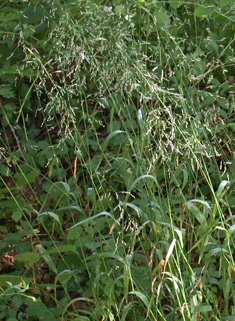 Wood Millet