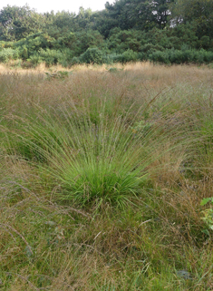 Purple Moor-grass