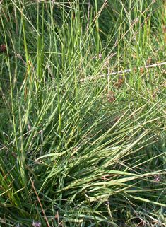 Purple Moor-grass
