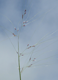 Argentine Needle-grass