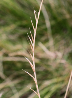 Mat-grass