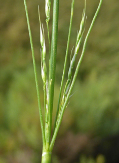 Smilo-grass