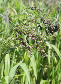 Common Millet