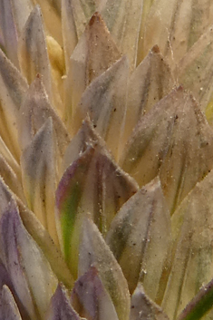 Bulbous Canary-grass