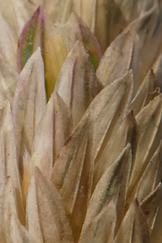 Bulbous Canary-grass