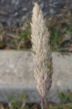 Bulbous Canary-grass