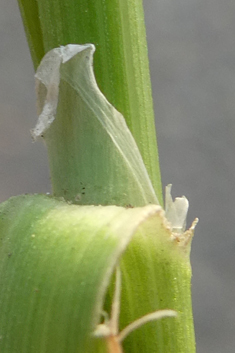 Bulbous Canary-grass