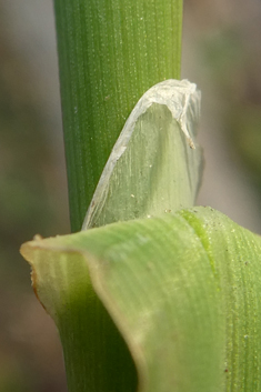 Bulbous Canary-grass