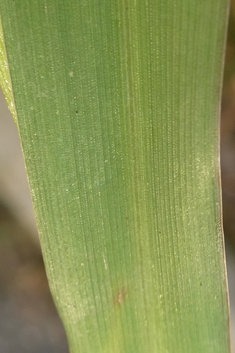 Bulbous Canary-grass