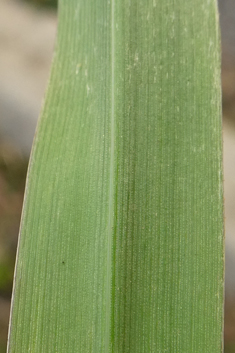 Bulbous Canary-grass