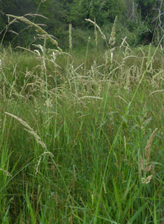 Reed Canary-grass