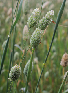 Common Canary-grass