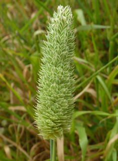 Lesser Canary-grass