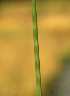 Flattened Meadow-grass