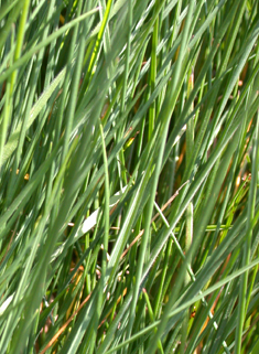 Narrow-leaved Meadow-grass