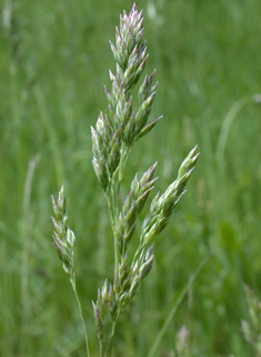 Smooth Meadow-grass