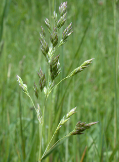 Smooth Meadow-grass