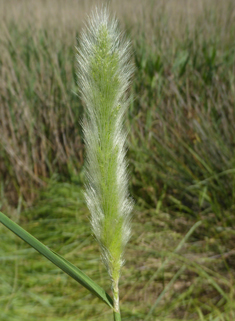 Southern Beard-grass