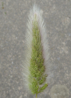 Annual Beard-grass