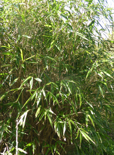 Arrow Bamboo