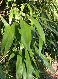 Arrow Bamboo