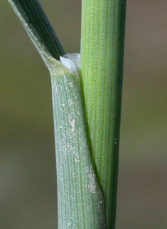 Reflexed Saltmarsh-grass