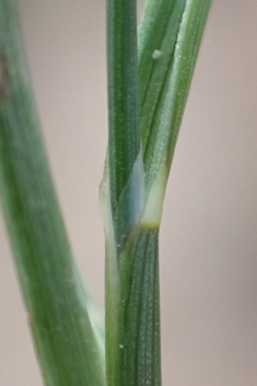 Borrer's Saltmarsh-grass