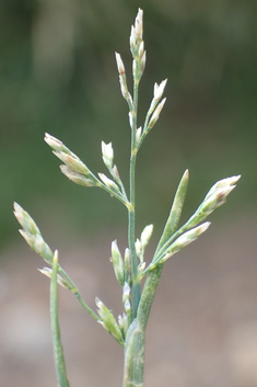 Borrer's Saltmarsh-grass