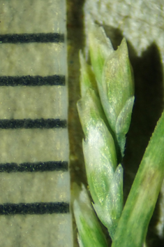 Borrer's Saltmarsh-grass