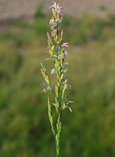 Common Saltmarsh-grass