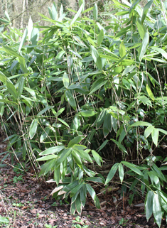 Broad-leaved Bamboo