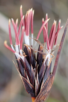Black Bog-rush