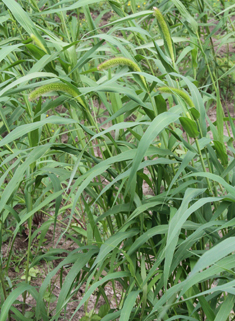 Foxtail Bristle-grass