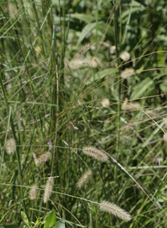 Knotroot Bristle-grass
